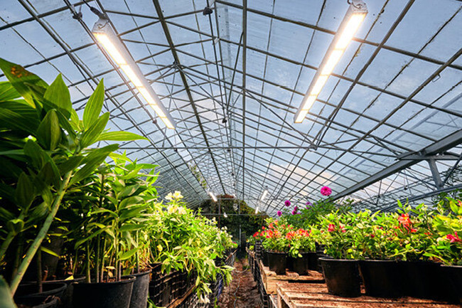 مصباح نباتات T5