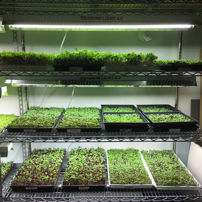 ضوء البستنة